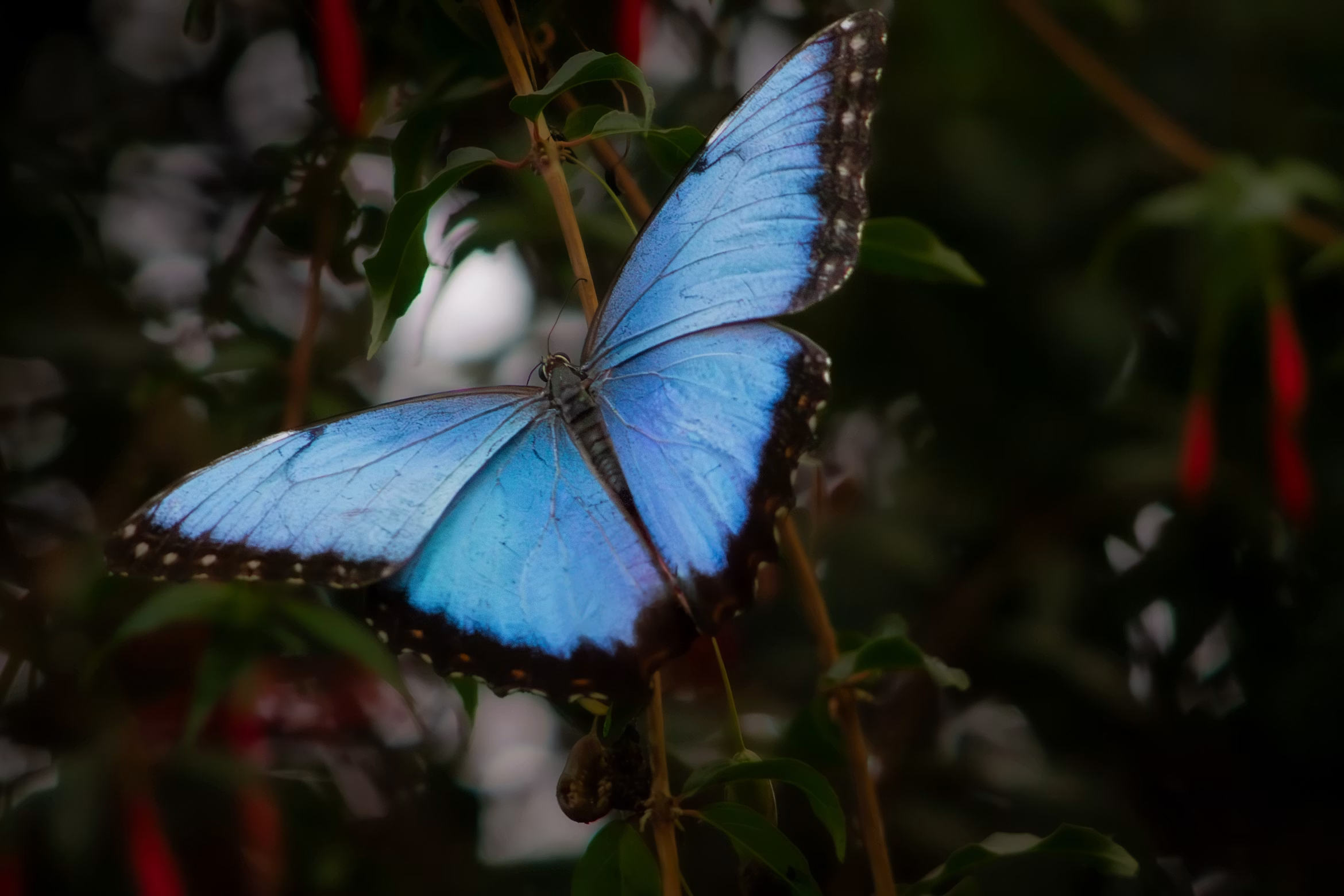 Blue Morpho
